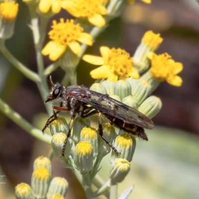 Unidentified Robber fly (Asilidae) at Canberra Central, ACT - 9 Nov 2023 by Roger