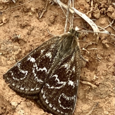 Synemon plana (Golden Sun Moth) at Queanbeyan Nature Reserve - 8 Nov 2023 by epic