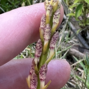 Dipodium variegatum at Kangaroo Valley, NSW - suppressed