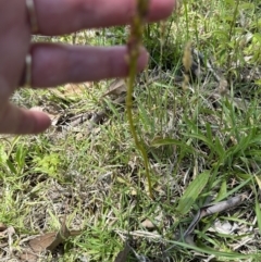 Dipodium variegatum at Kangaroo Valley, NSW - 11 Nov 2023