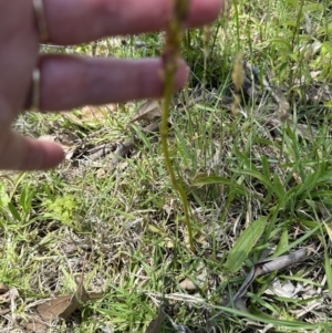 Dipodium variegatum at Kangaroo Valley, NSW - 11 Nov 2023