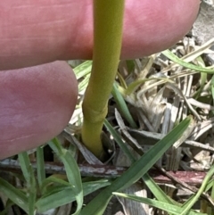 Dipodium variegatum at Kangaroo Valley, NSW - suppressed