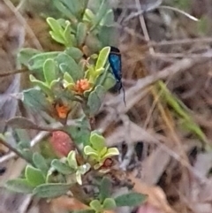 Pollanisus (genus) (A Forester Moth) at Belconnen, ACT - 10 Nov 2023 by WalkYonder