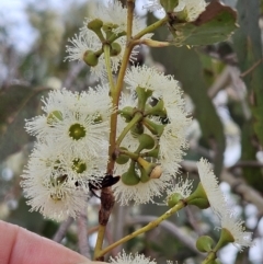 Eucalyptus macrorhyncha (Red Stringybark) at Belconnen, ACT - 5 Nov 2023 by sangio7