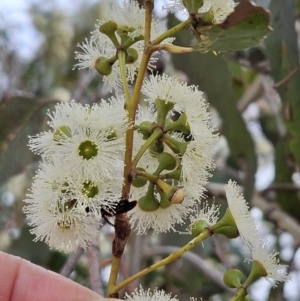Eucalyptus macrorhyncha at The Pinnacle - 5 Nov 2023