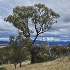 Eucalyptus macrorhyncha at The Pinnacle - 5 Nov 2023