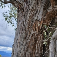 Eucalyptus macrorhyncha at The Pinnacle - 5 Nov 2023