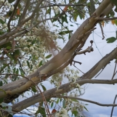 Eucalyptus macrorhyncha at The Pinnacle - 5 Nov 2023