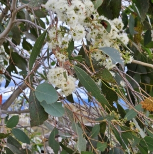 Eucalyptus macrorhyncha at The Pinnacle - 5 Nov 2023