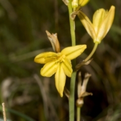 Bulbine bulbosa (Golden Lily) at Gossan Hill - 30 Oct 2023 by AlisonMilton