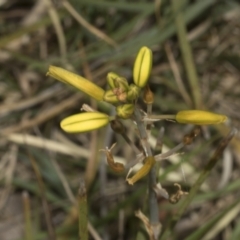 Bulbine bulbosa (Golden Lily, Bulbine Lily) at Bruce Ridge to Gossan Hill - 30 Oct 2023 by AlisonMilton