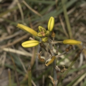 Bulbine bulbosa at Gossan Hill - 30 Oct 2023 02:18 PM