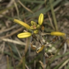 Bulbine bulbosa (Golden Lily) at Bruce, ACT - 30 Oct 2023 by AlisonMilton