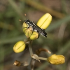 Bulbine bulbosa at Gossan Hill - 30 Oct 2023 02:18 PM