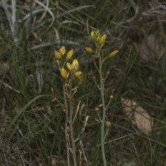 Bulbine bulbosa at Gossan Hill - 30 Oct 2023 02:18 PM