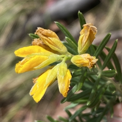 Genista linifolia (Flax-leaf Broom) at Russell, ACT - 11 Nov 2023 by SteveBorkowskis