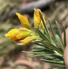 Genista linifolia at Russell, ACT - 11 Nov 2023 03:37 PM