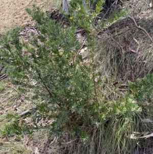 Genista linifolia at Russell, ACT - 11 Nov 2023