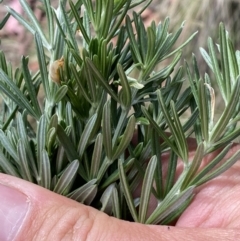 Genista linifolia at Russell, ACT - 11 Nov 2023 03:37 PM