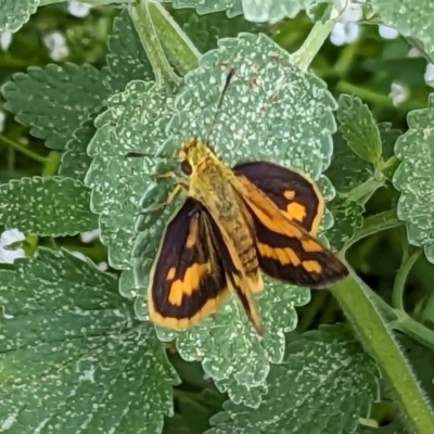 Ocybadistes walkeri (Green Grass-dart) at Narrabundah, ACT - 11 Nov 2023 by JodieR