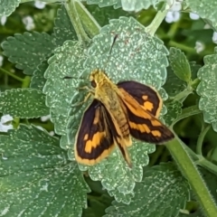 Ocybadistes walkeri (Green Grass-dart) at Narrabundah, ACT - 11 Nov 2023 by JodieR