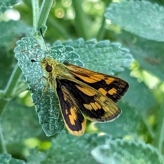 Ocybadistes walkeri at Narrabundah, ACT - 11 Nov 2023