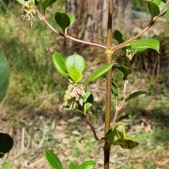 Coprosma hirtella (Currant Bush) at Jagumba, NSW - 10 Nov 2023 by Janetnesire