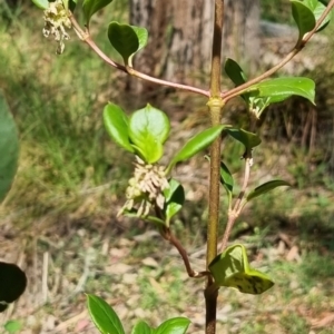 Coprosma hirtella at Kosciuszko National Park - 11 Nov 2023 10:06 AM