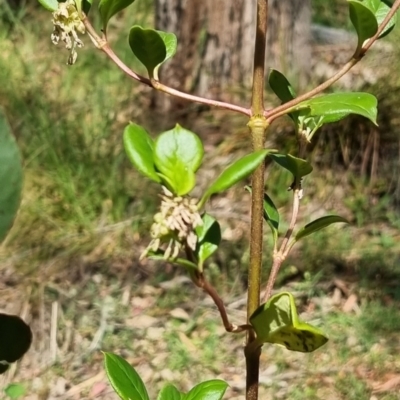 Coprosma hirtella (Currant Bush) at Kosciuszko National Park - 10 Nov 2023 by Janetnesire