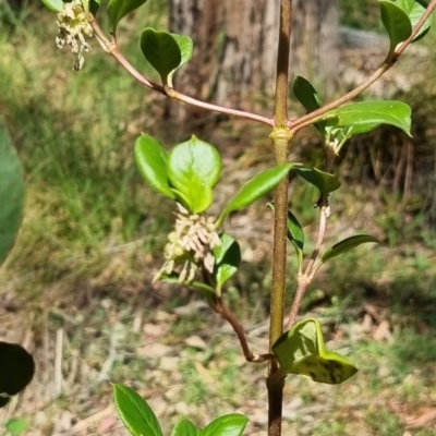 Coprosma hirtella (Currant Bush) at Jagumba, NSW - 10 Nov 2023 by Janetnesire