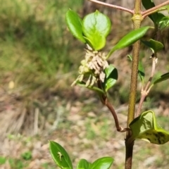 Coprosma hirtella at Kosciuszko National Park - 11 Nov 2023 10:06 AM