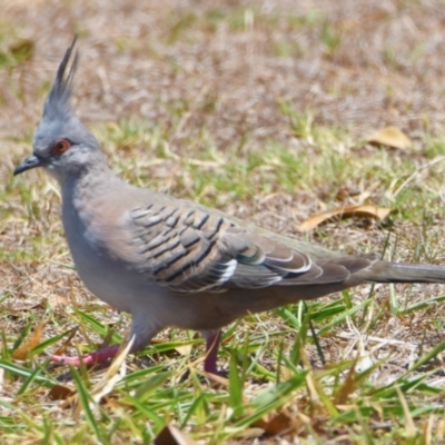 Ocyphaps lophotes (Crested Pigeon) at Wellington Point, QLD - 9 Nov 2023 by PJH123