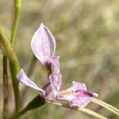 Diuris dendrobioides (Late Mauve Doubletail) at Tuggeranong, ACT - 11 Nov 2023 by Brad