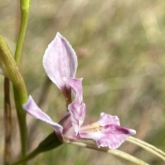 Diuris dendrobioides (Late Mauve Doubletail) at Mount Taylor - 11 Nov 2023 by Brad