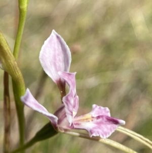 Diuris dendrobioides at suppressed - 11 Nov 2023