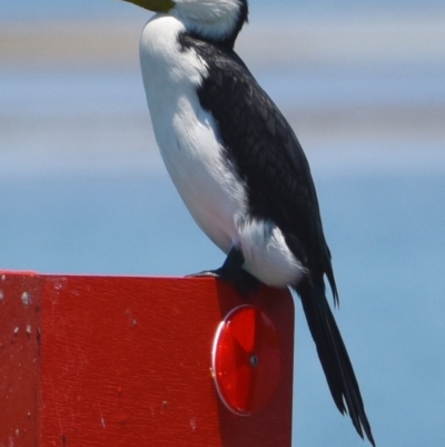 Microcarbo melanoleucos (Little Pied Cormorant) at Wellington Point, QLD - 9 Nov 2023 by PJH123