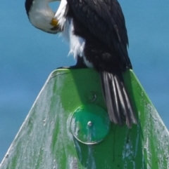 Microcarbo melanoleucos (Little Pied Cormorant) at Wellington Point, QLD - 9 Nov 2023 by PJH123