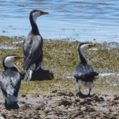 Microcarbo melanoleucos (Little Pied Cormorant) at Wellington Point, QLD - 9 Nov 2023 by PJH123