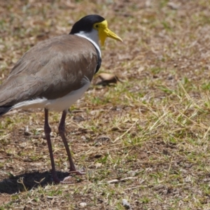 Vanellus miles at Wellington Point, QLD - 9 Nov 2023 01:09 PM