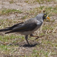 Manorina melanocephala (Noisy Miner) at Wellington Point, QLD - 9 Nov 2023 by PJH123