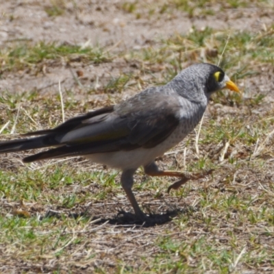 Manorina melanocephala (Noisy Miner) at Wellington Point, QLD - 9 Nov 2023 by PJH123