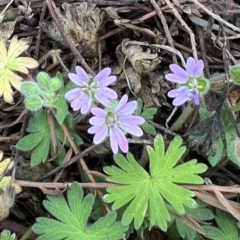 Geranium molle subsp. molle (Cranesbill Geranium) at Mount Ainslie to Black Mountain - 11 Nov 2023 by JanetRussell