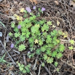 Geranium molle subsp. molle at Mount Ainslie to Black Mountain - 11 Nov 2023 01:06 PM