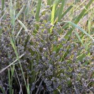 Lomandra multiflora at The Pinnacle - 7 Nov 2023