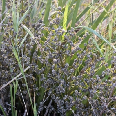 Lomandra multiflora (Many-flowered Matrush) at The Pinnacle - 7 Nov 2023 by sangio7