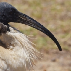 Threskiornis molucca (Australian White Ibis) at Wellington Point, QLD - 9 Nov 2023 by PJH123