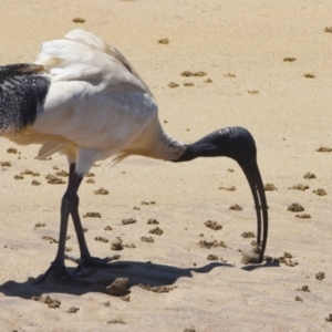 Threskiornis molucca at Wellington Point, QLD - 9 Nov 2023