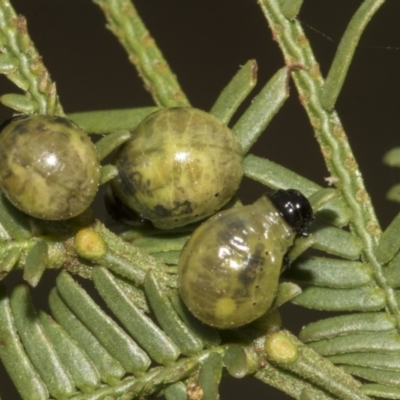 Calomela (genus) (Acacia leaf beetle) at Bruce, ACT - 30 Oct 2023 by AlisonMilton