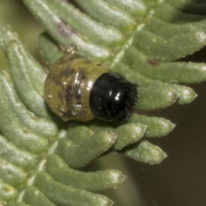 Calomela sp. (genus) at Bruce Ridge to Gossan Hill - 30 Oct 2023 01:34 PM