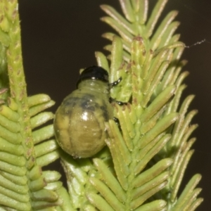 Calomela sp. (genus) at Bruce Ridge to Gossan Hill - 30 Oct 2023 01:34 PM